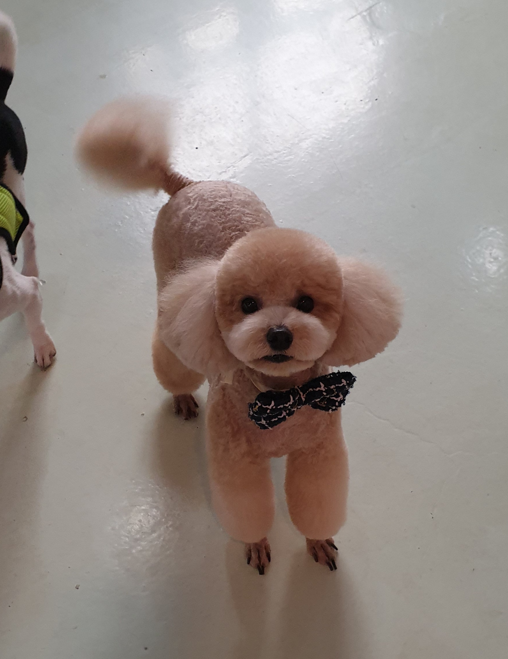 예쁘개미용