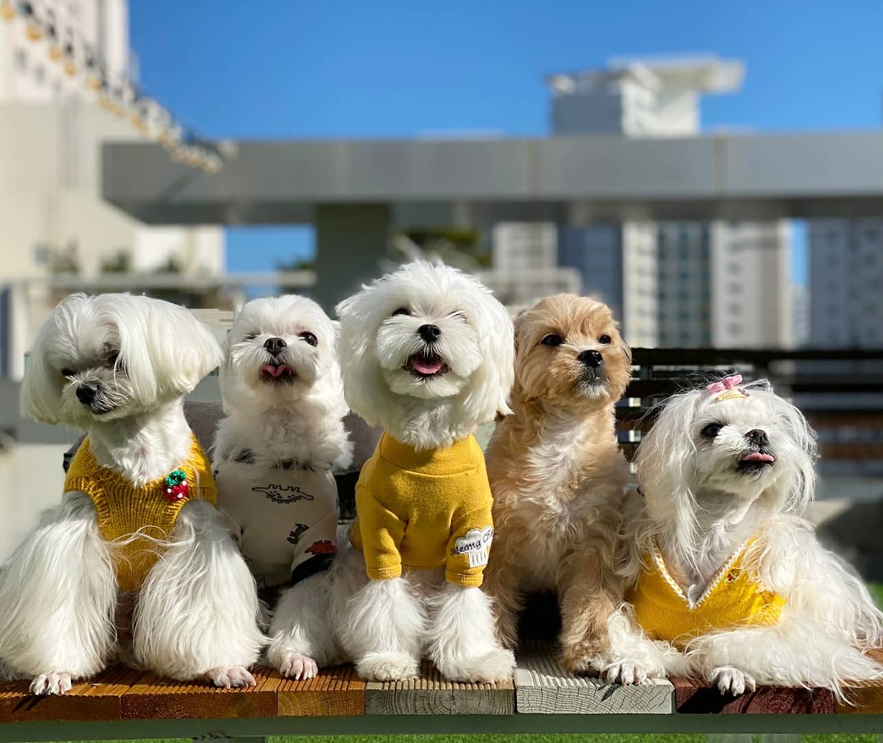 도기크루 경기 애견여행지