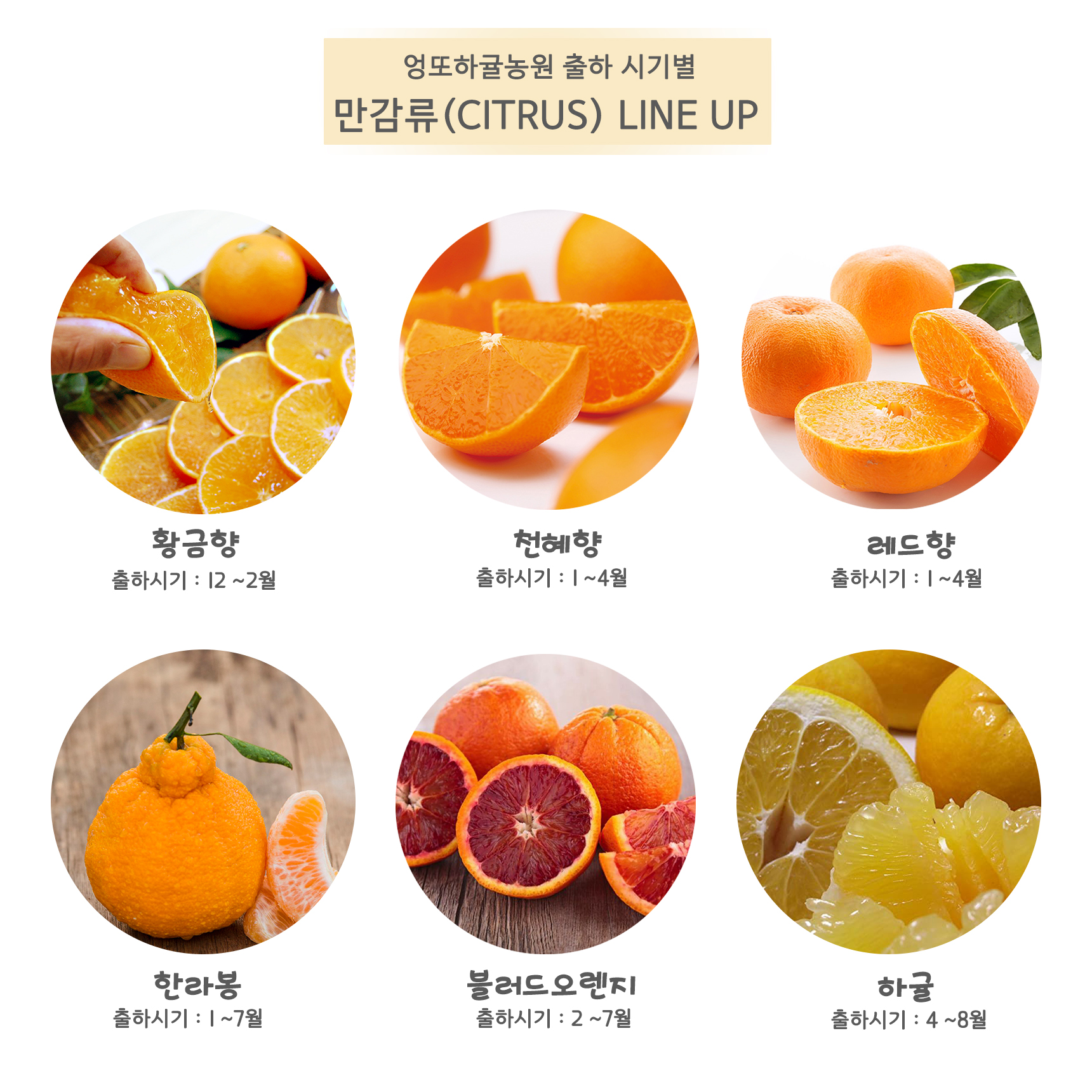 엉또하귤농원