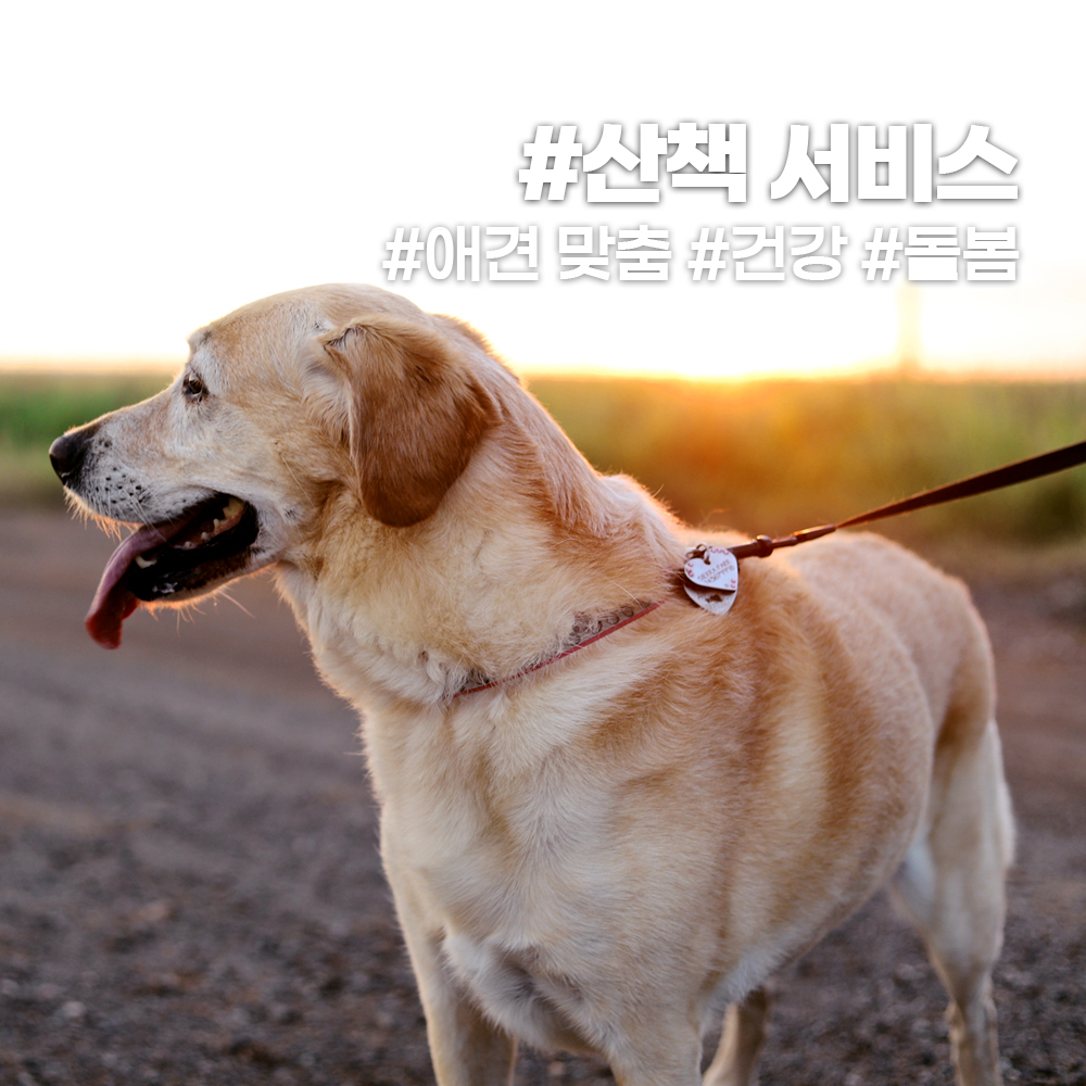 펫VIP 방문 미용 대표 이미지