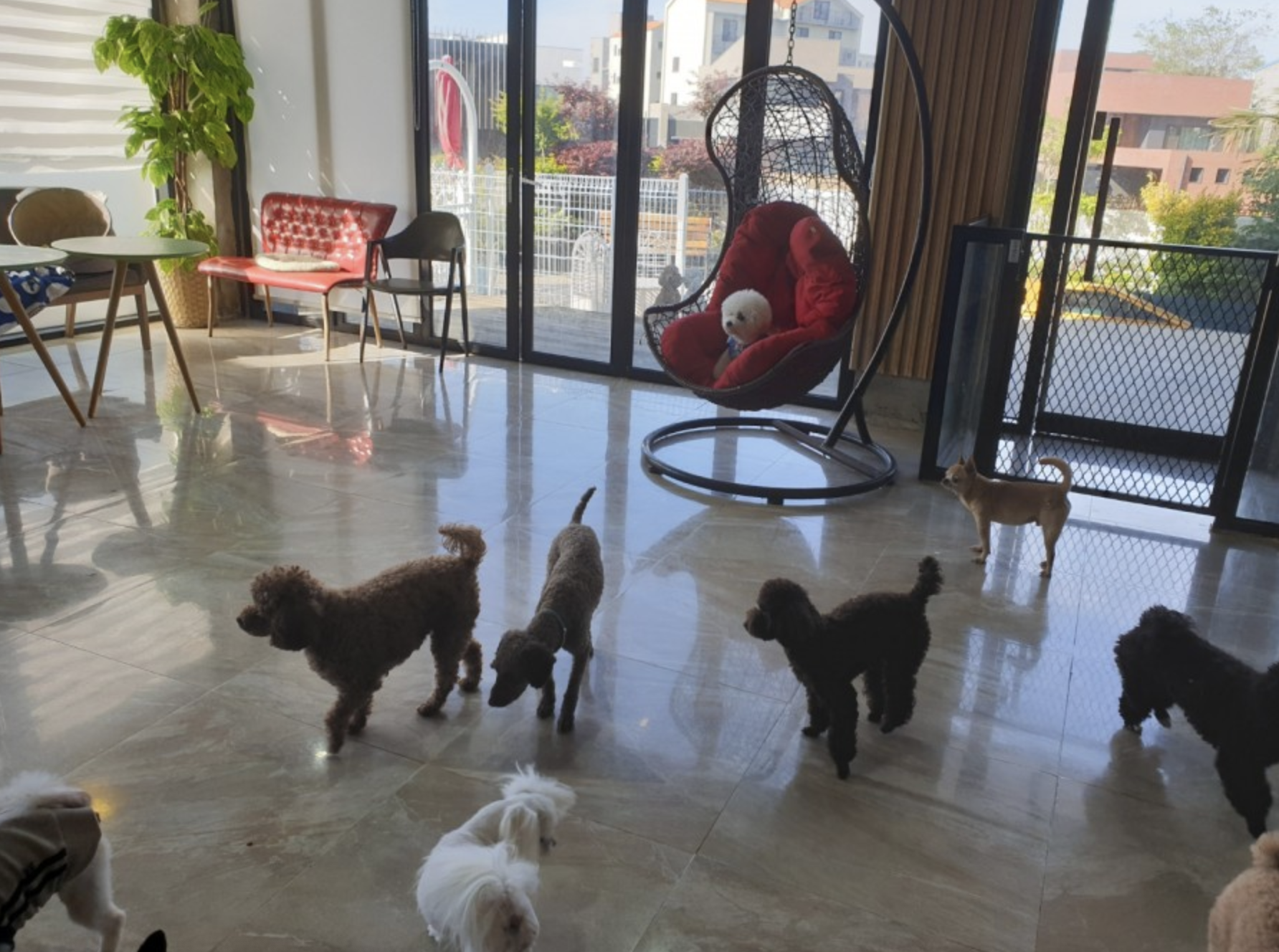 해피애견 대표 이미지