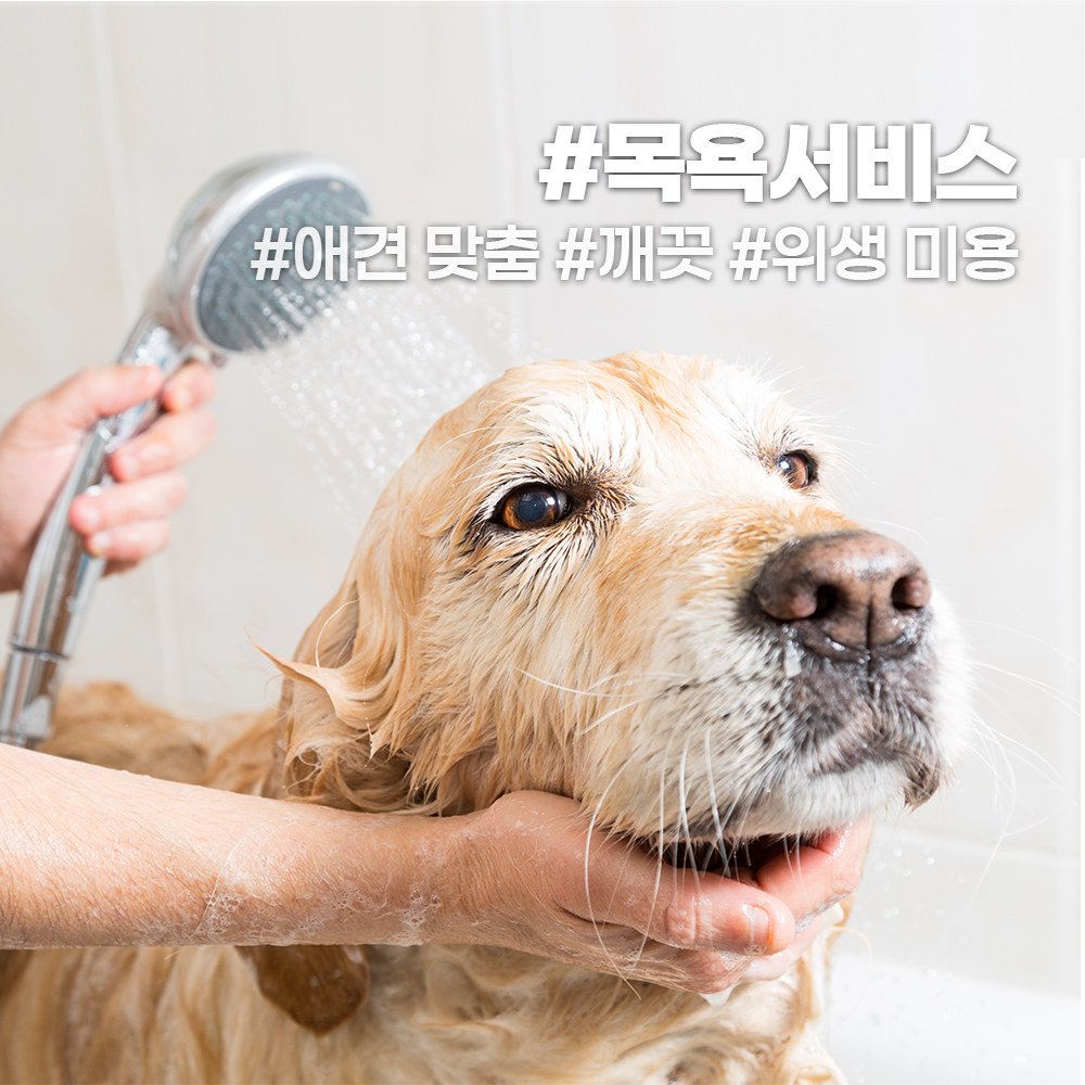 펫VIP 대표 이미지