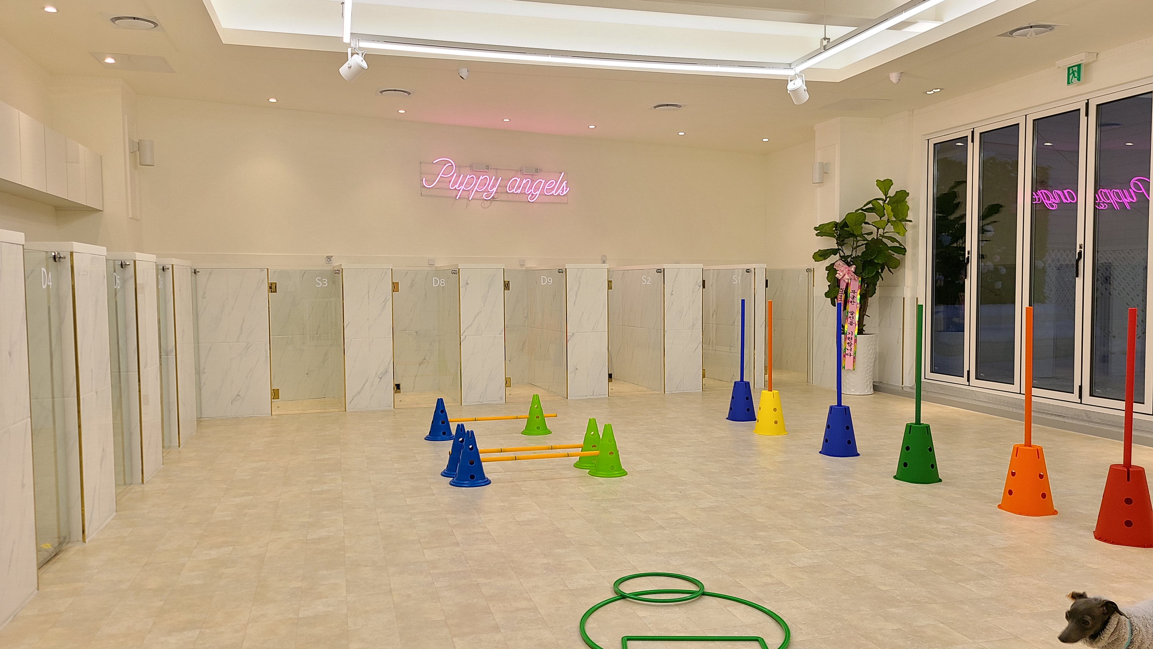 퍼피엔젤스 애견유치원 호텔 대표 이미지