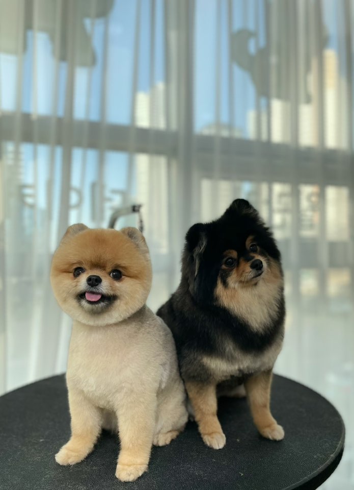디어독 2