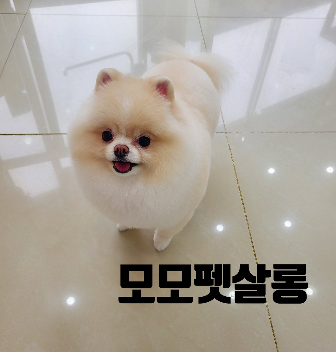 모모펫살롱