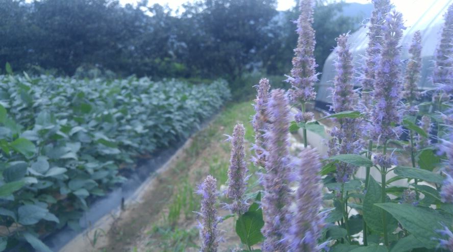청풍참숯마을
