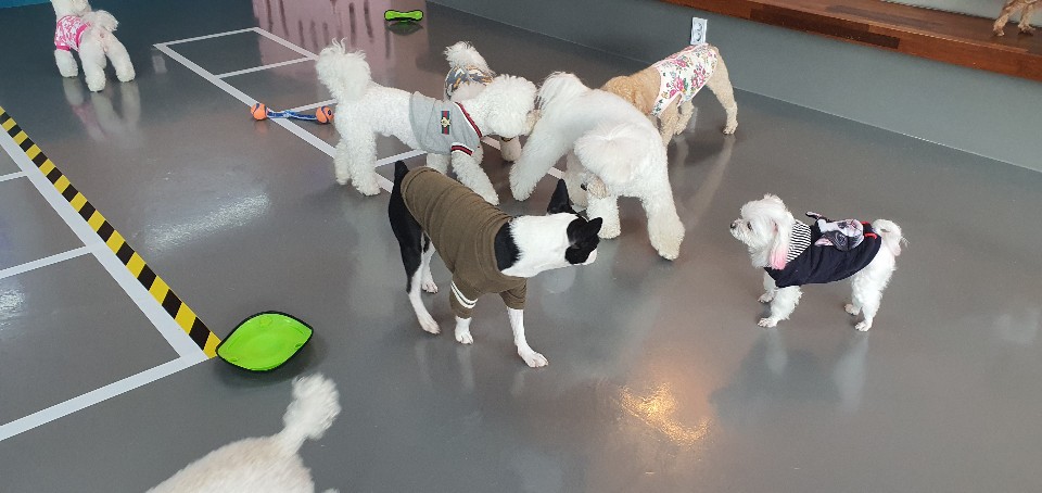 포롱도그 대표 이미지