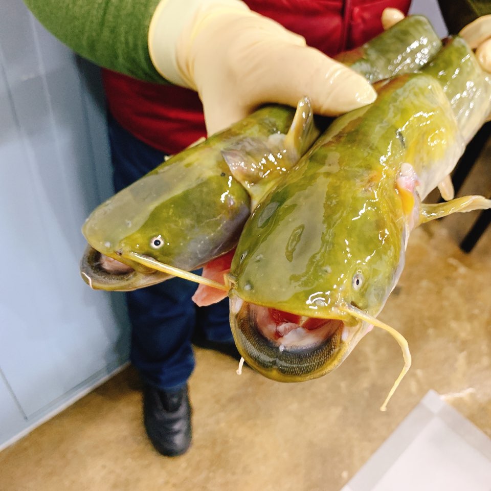 통큰메기생선국수