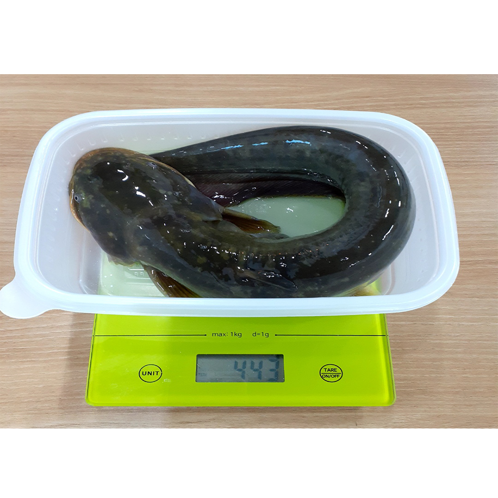통큰메기생선국수