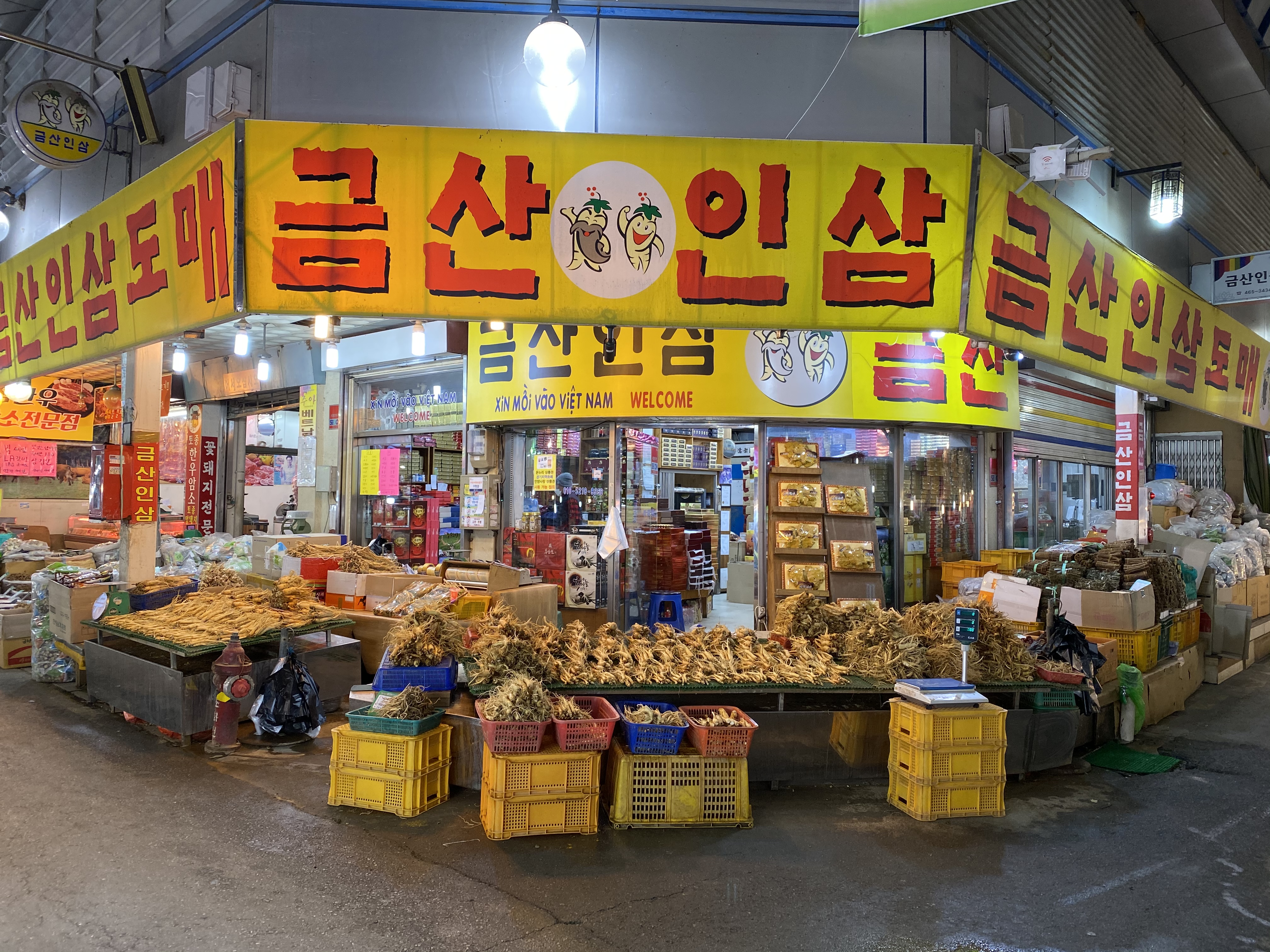 금산인삼