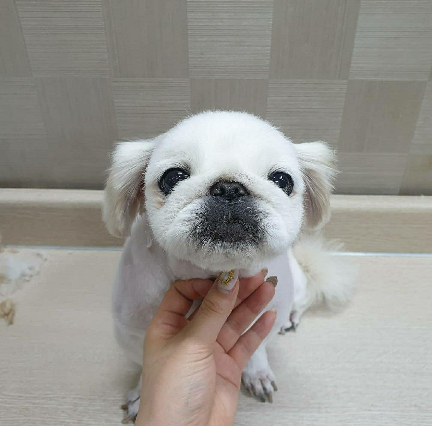 멍멍이랑호호아줌마 대표 이미지