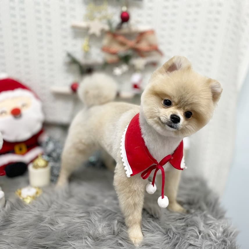 디어몽 대표 이미지