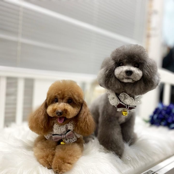 디어몽 대표 이미지