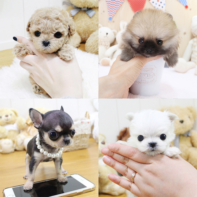 해피애견타운 대표 이미지