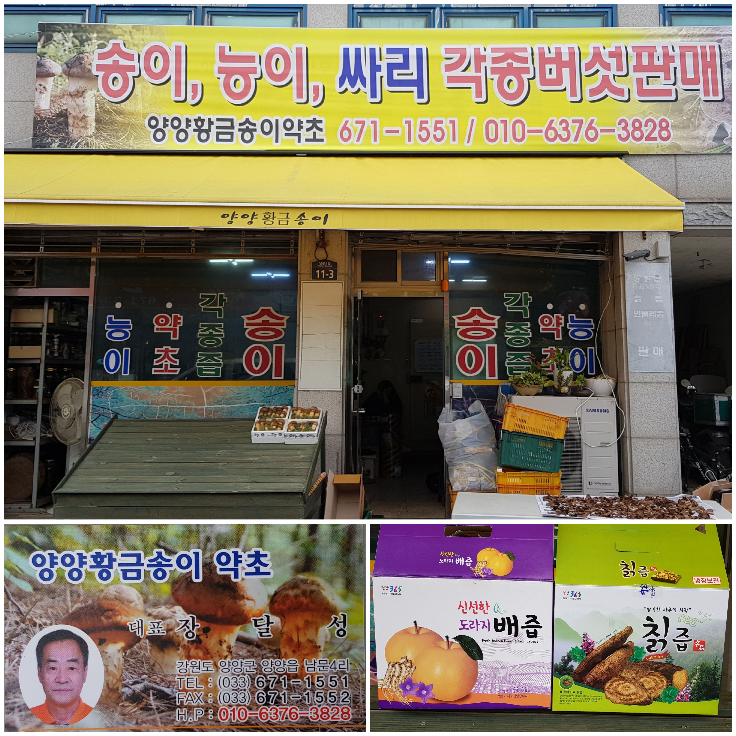 양양황금송이약초