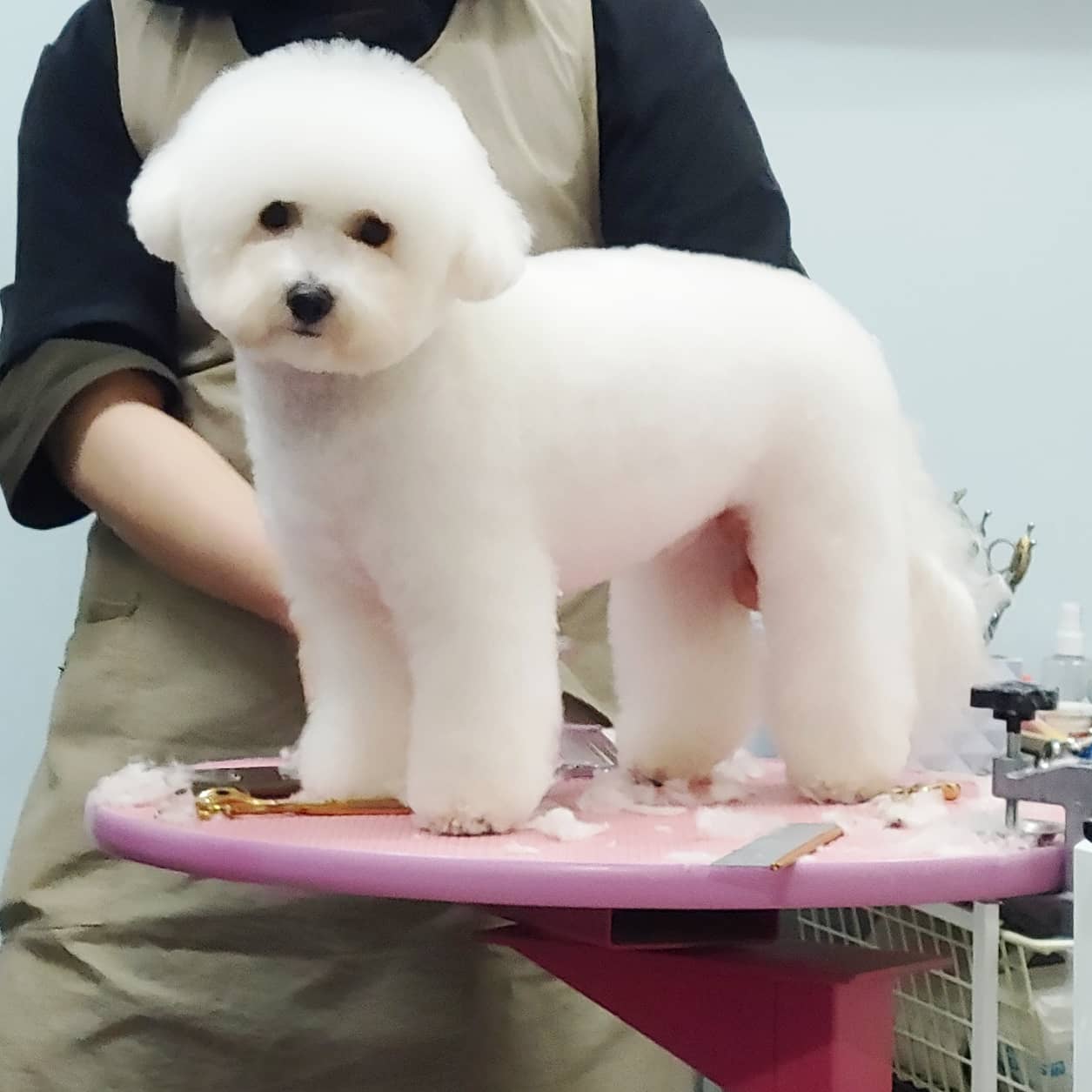 디어몽 대표 이미지