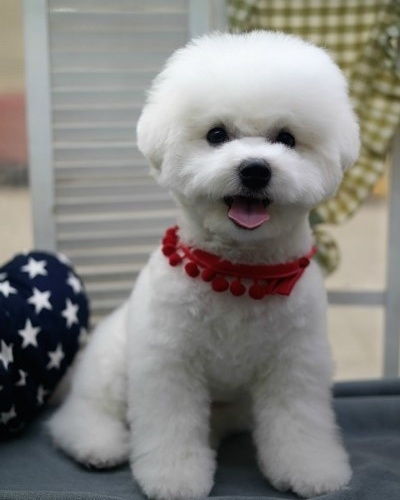 pet salon 몽끌