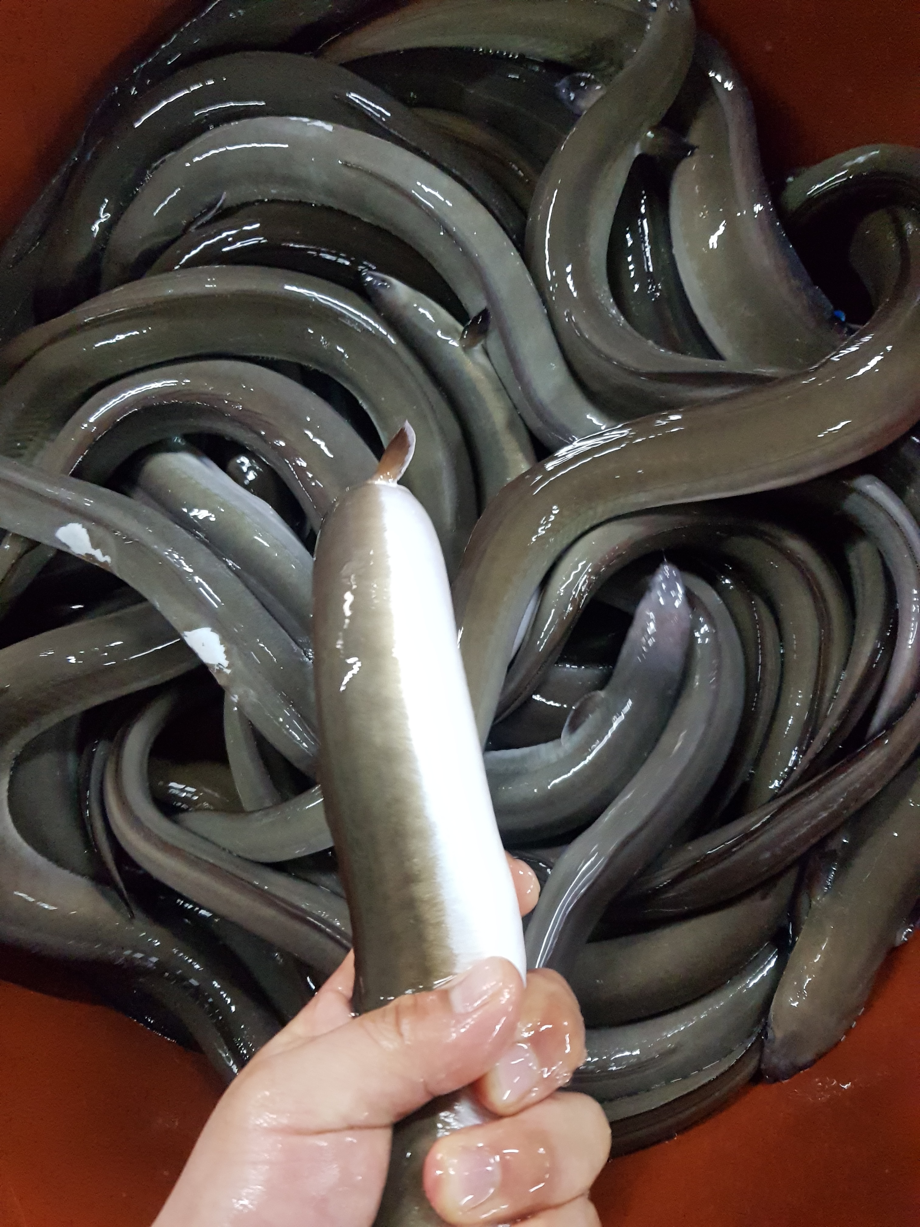 대명수산 풍천민물장어직판장