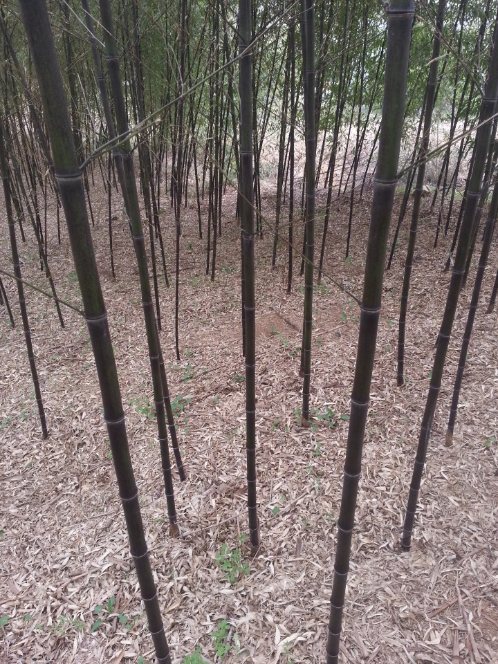 오죽원