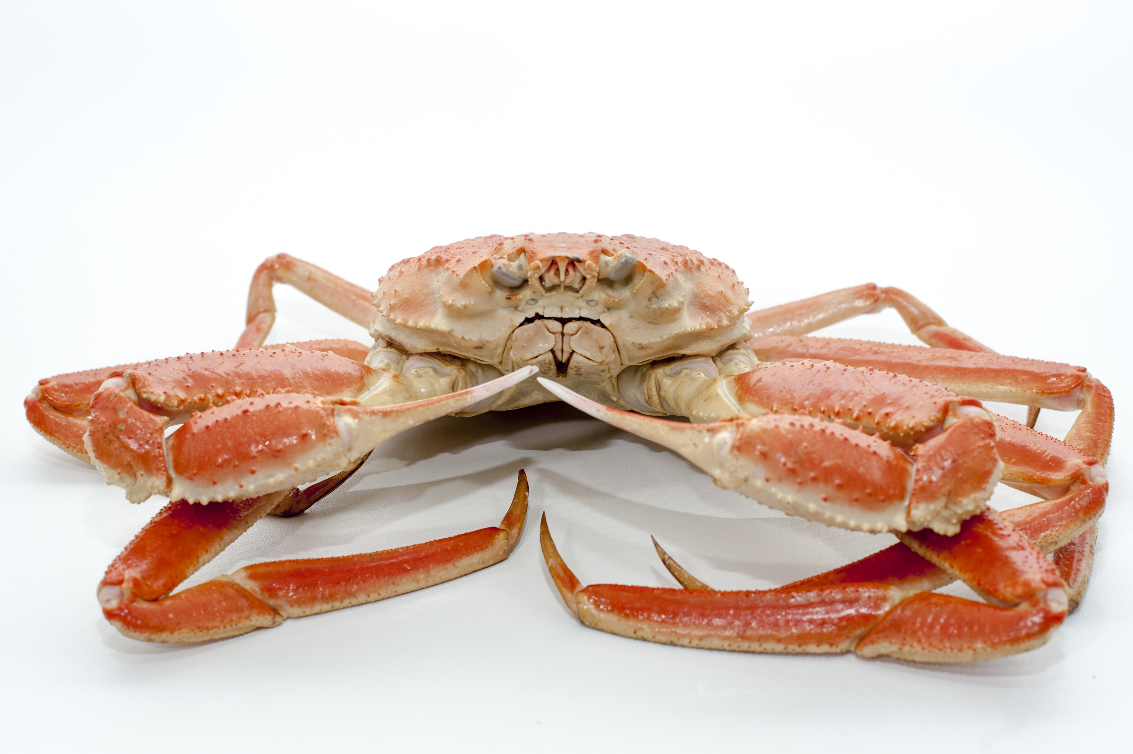 살아있는대게(1kg)