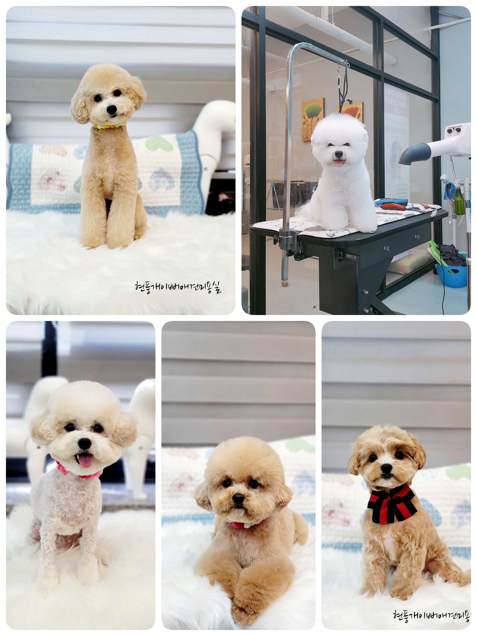 개이뻐 대표 이미지