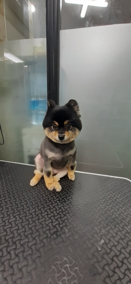 코코애견샵 대표 이미지