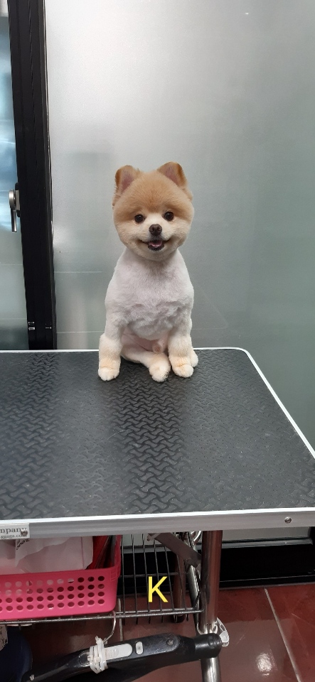 코코애견샵 대표 이미지