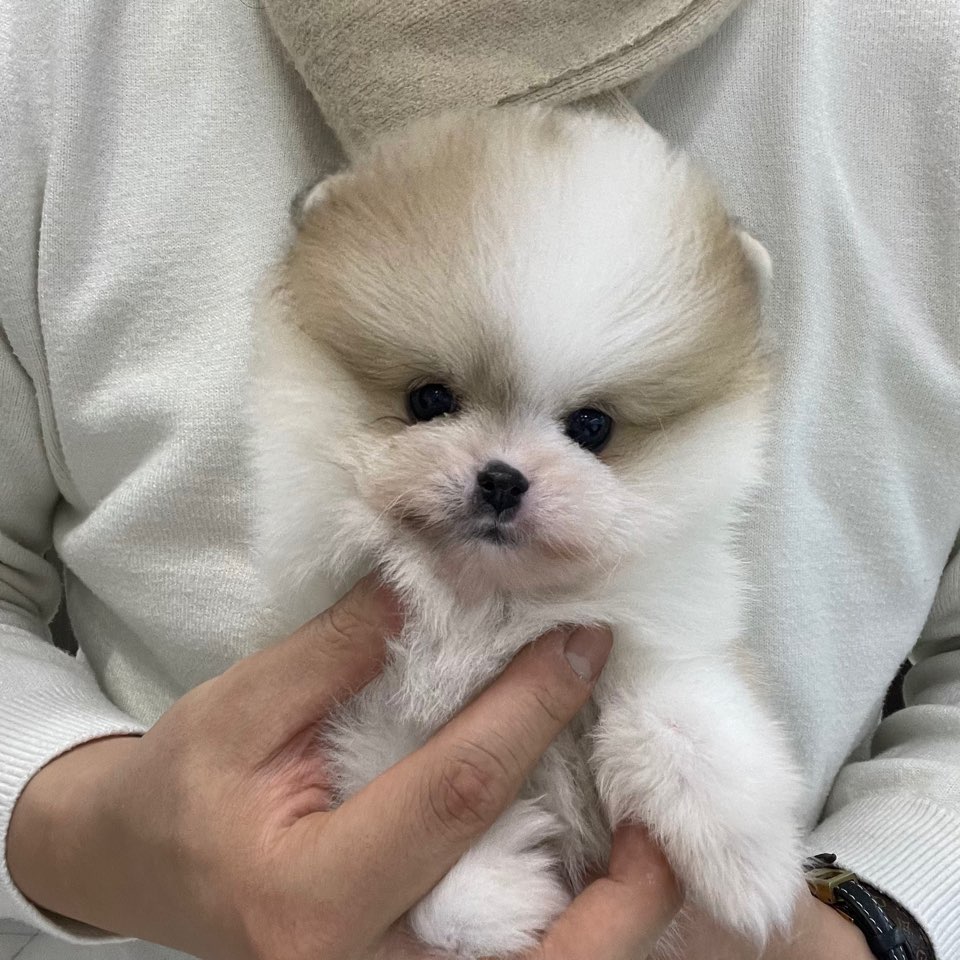 러브미독