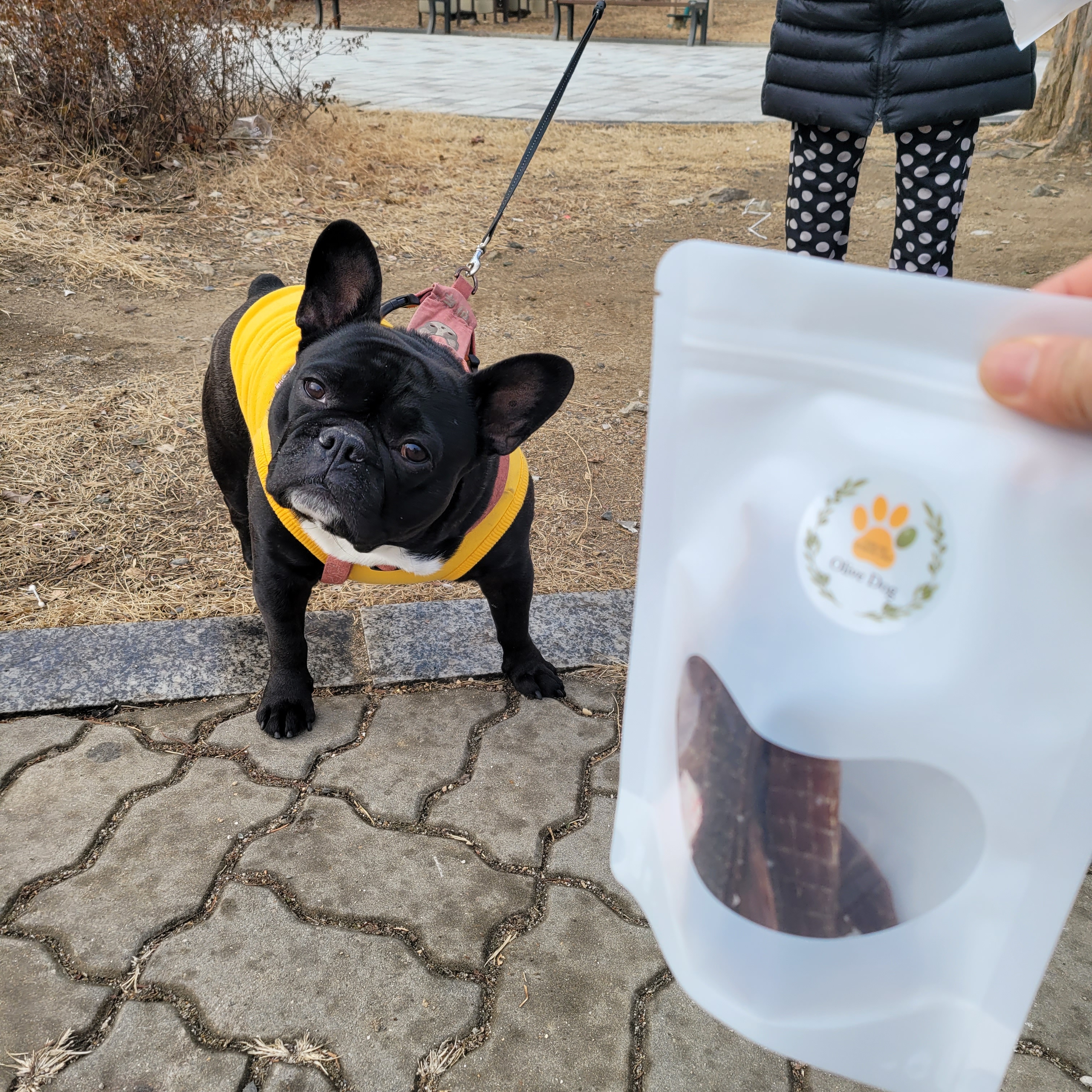 올리브독 대표 이미지