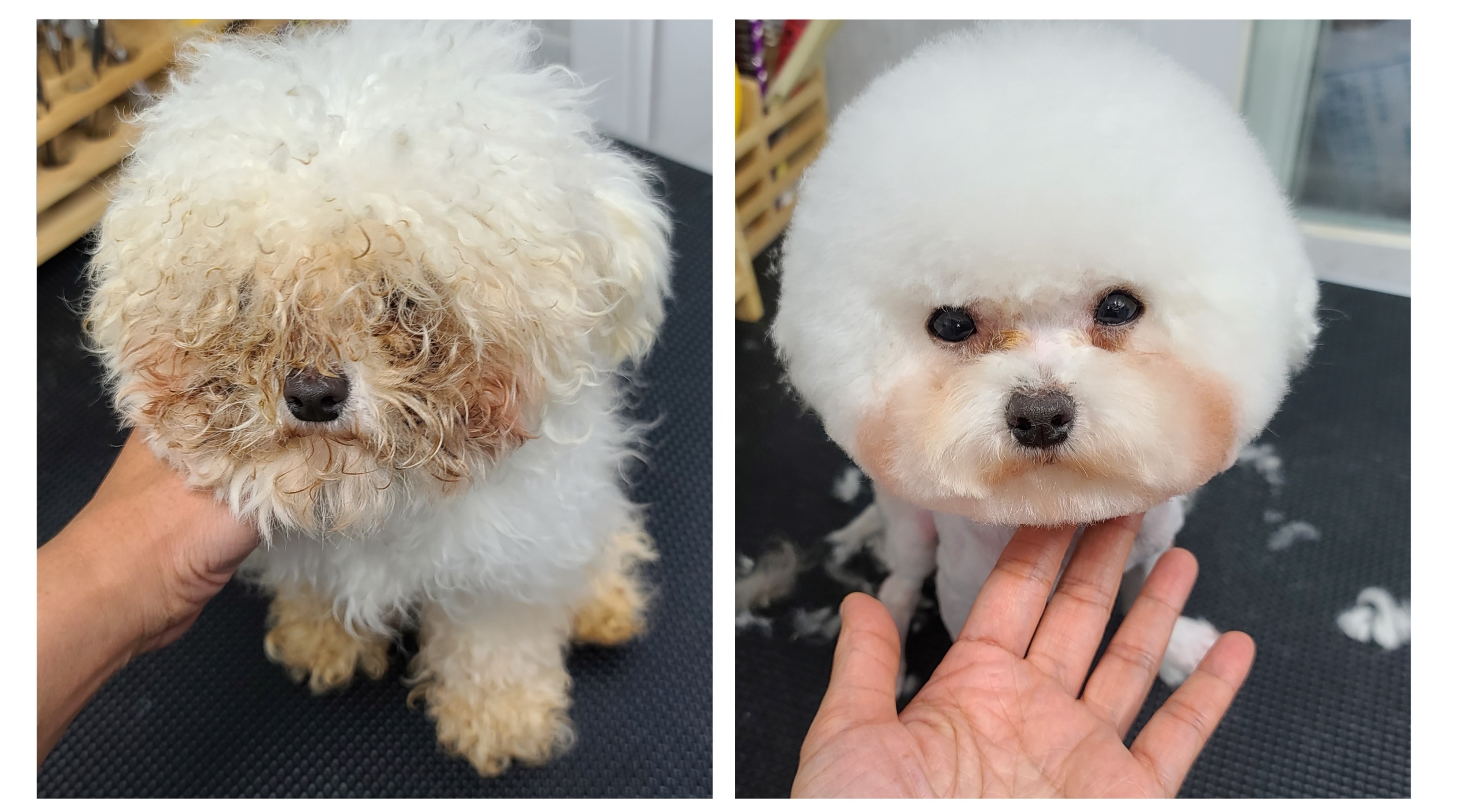 하이독스 대표 이미지