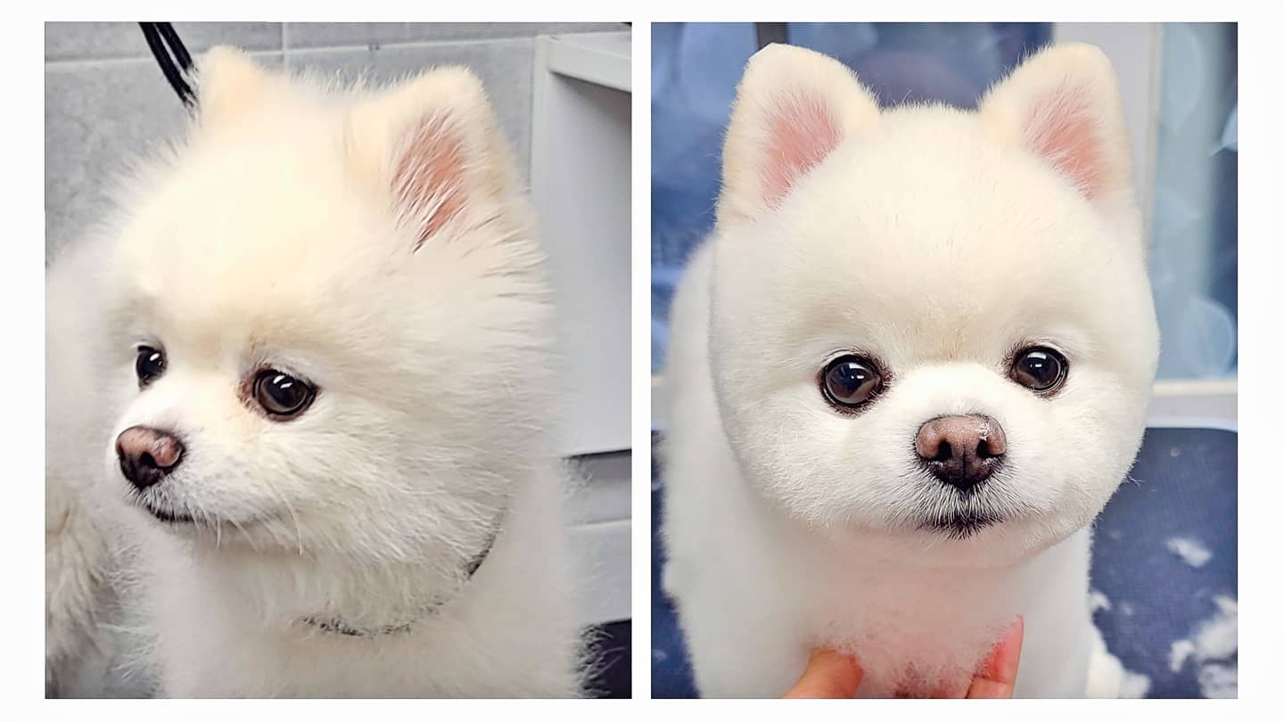 하이독스 대표 이미지