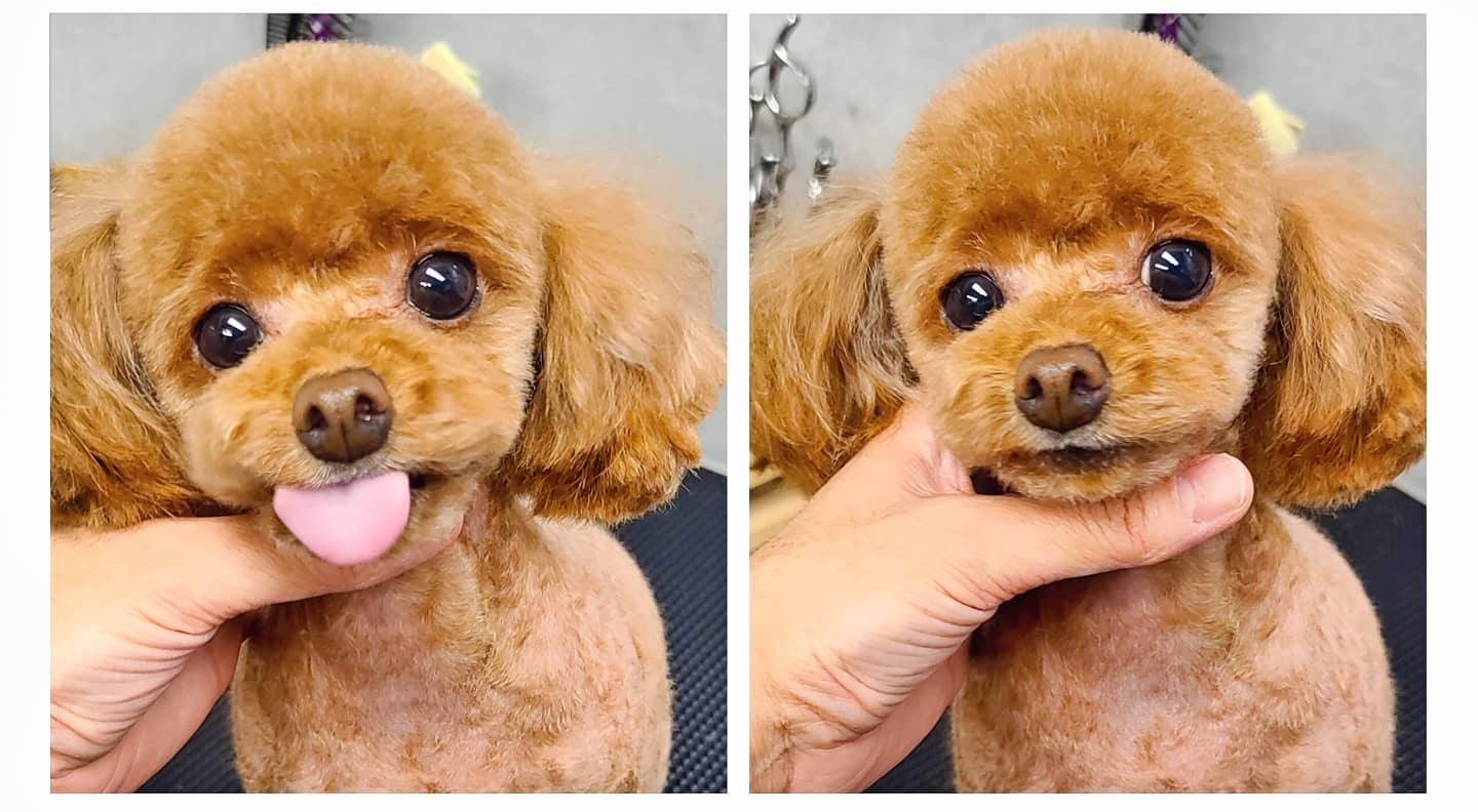 하이독스 대표 이미지