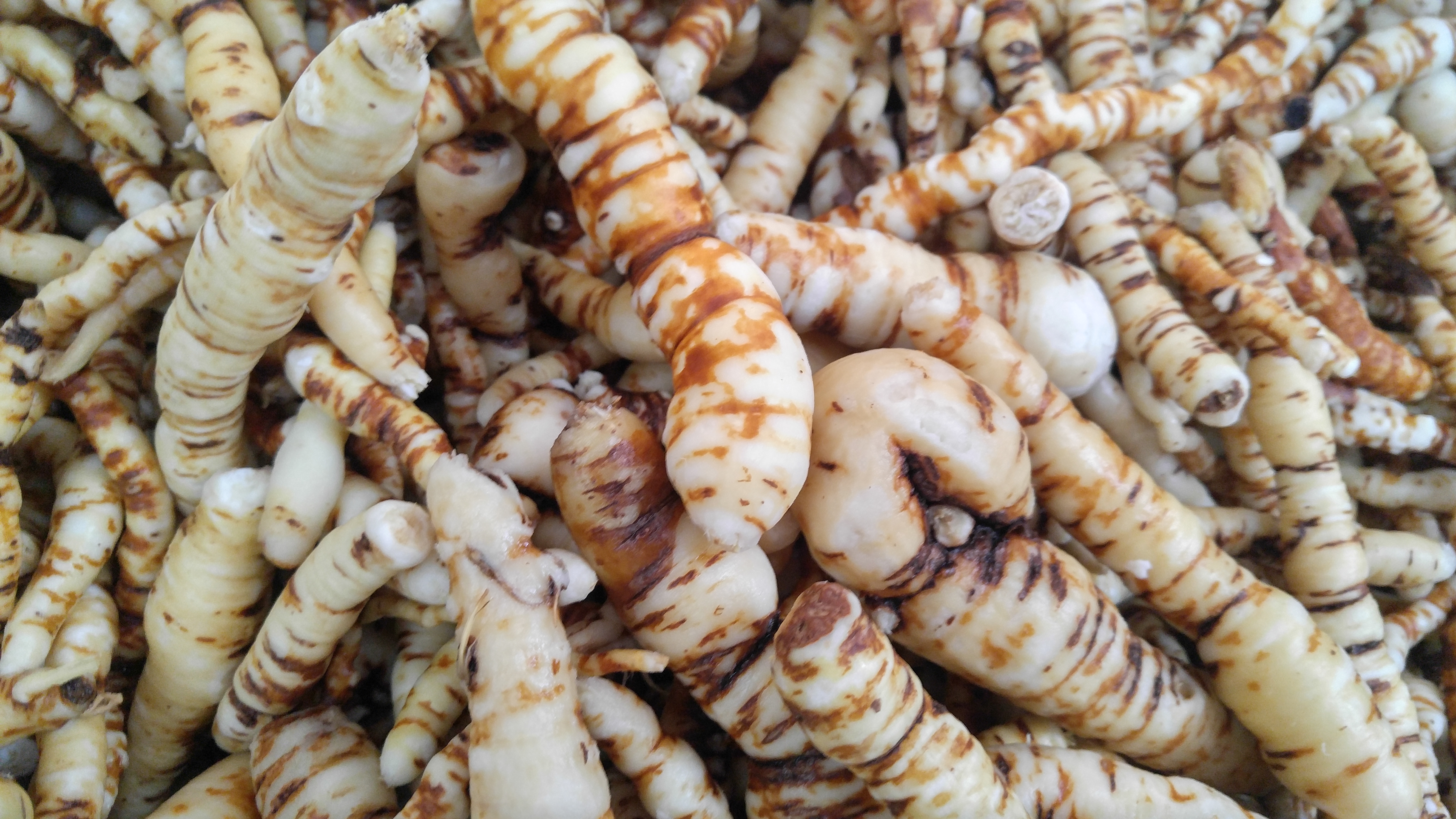산내6차산업영농조합법인