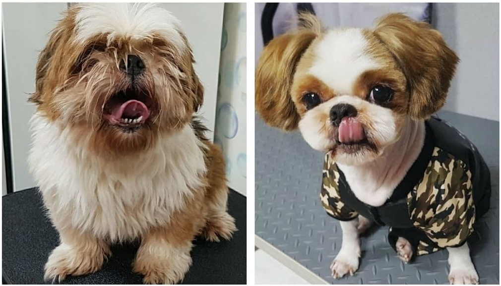 하이독스 대표 이미지