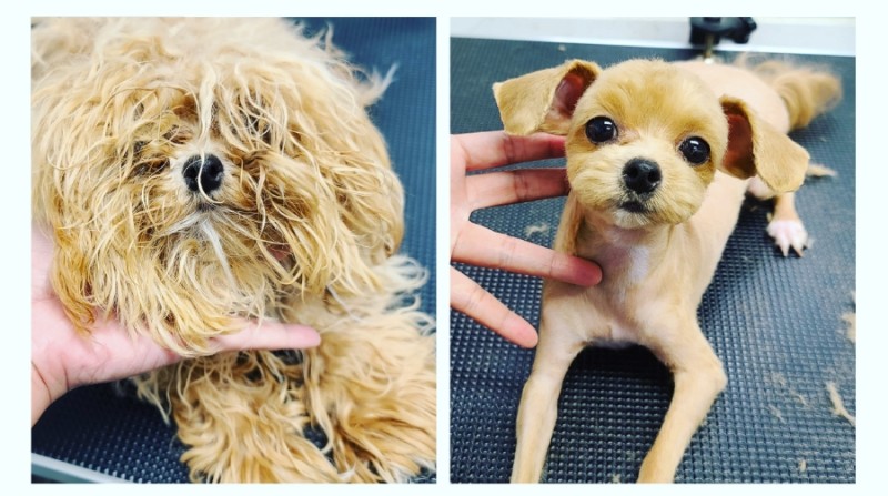 하이독스 대표 이미지