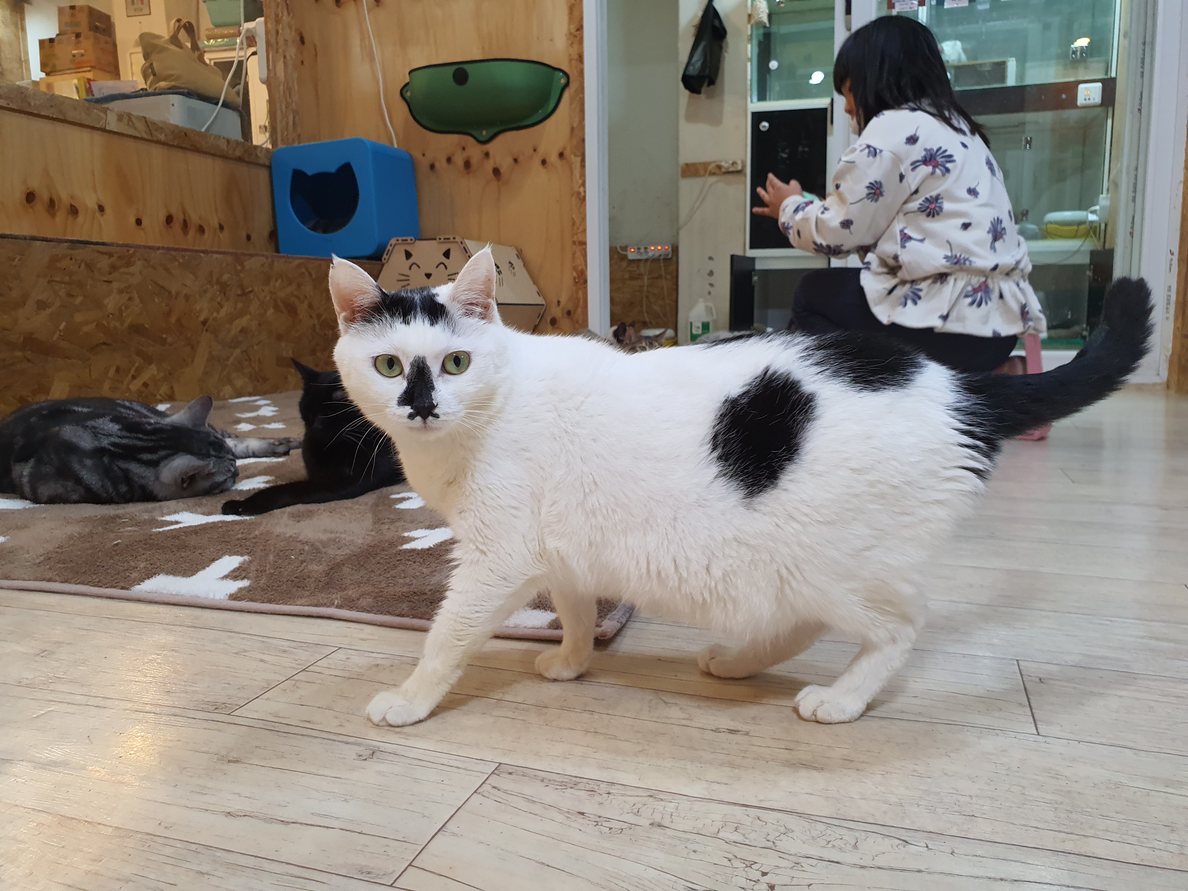 더캣