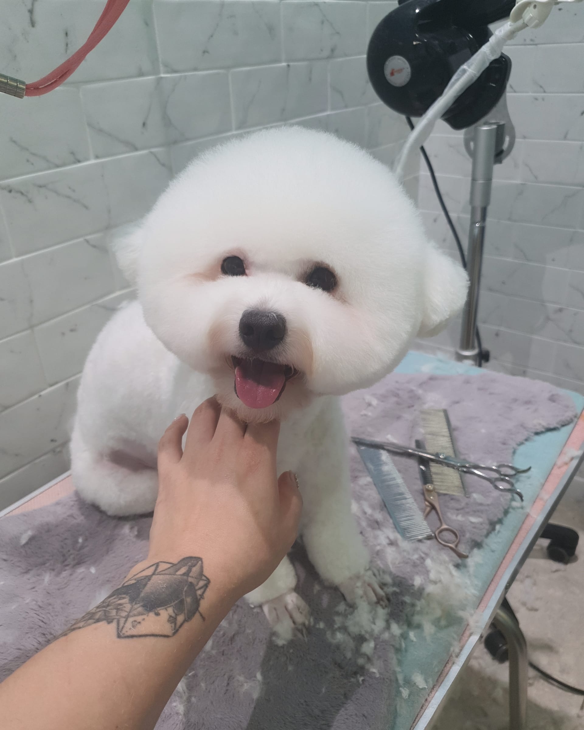 애견미용실 꽃개 대표 이미지