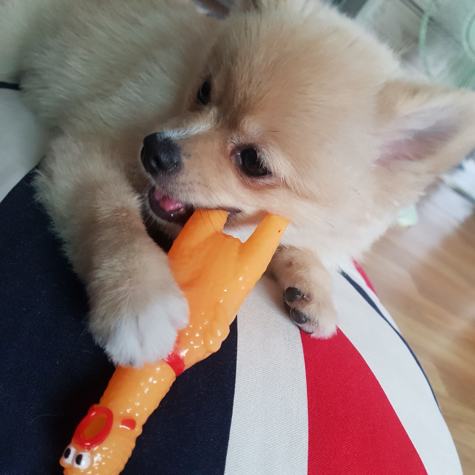 아이 러브 펫 대표 이미지