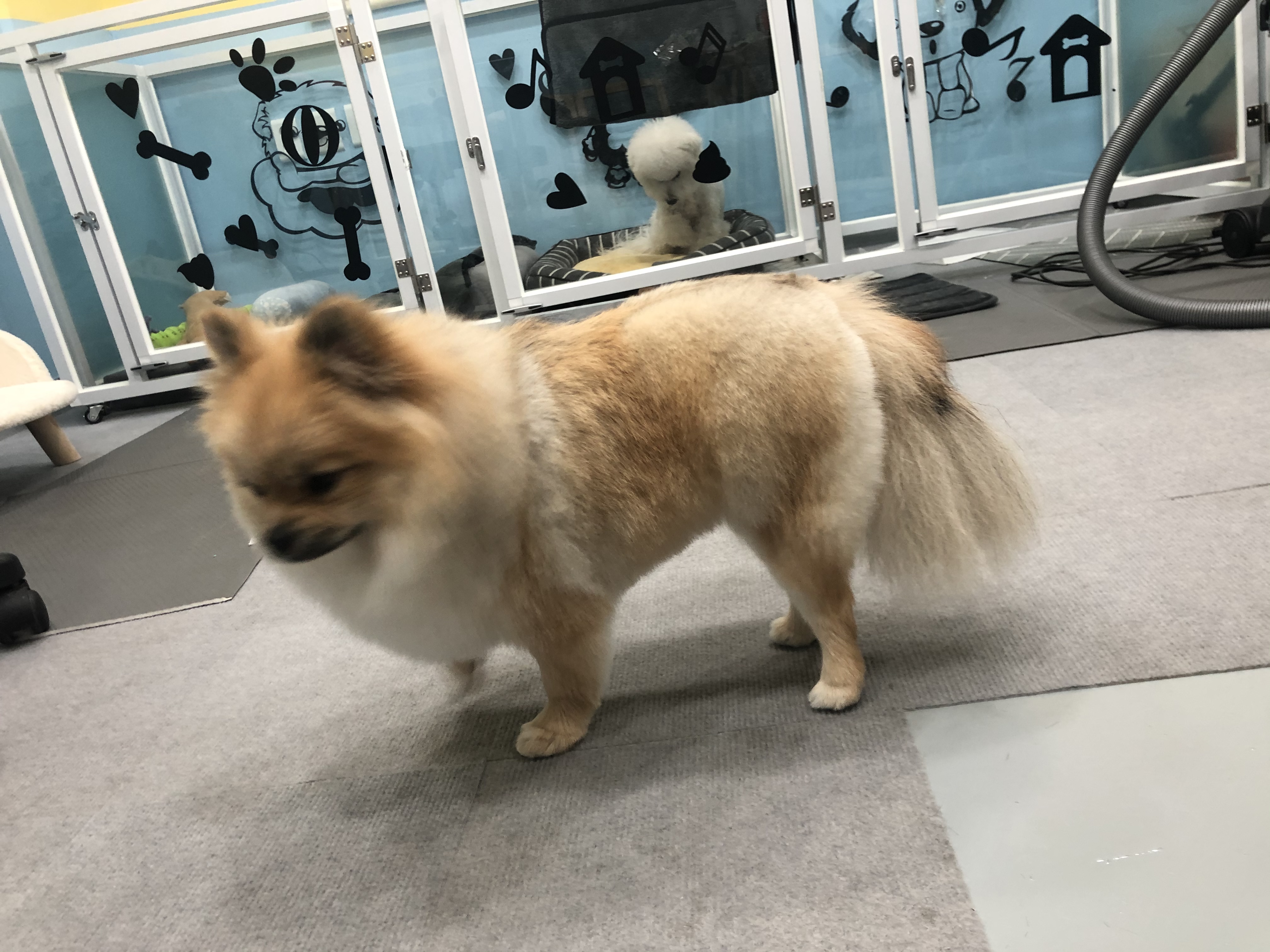 아이 러브 펫 대표 이미지