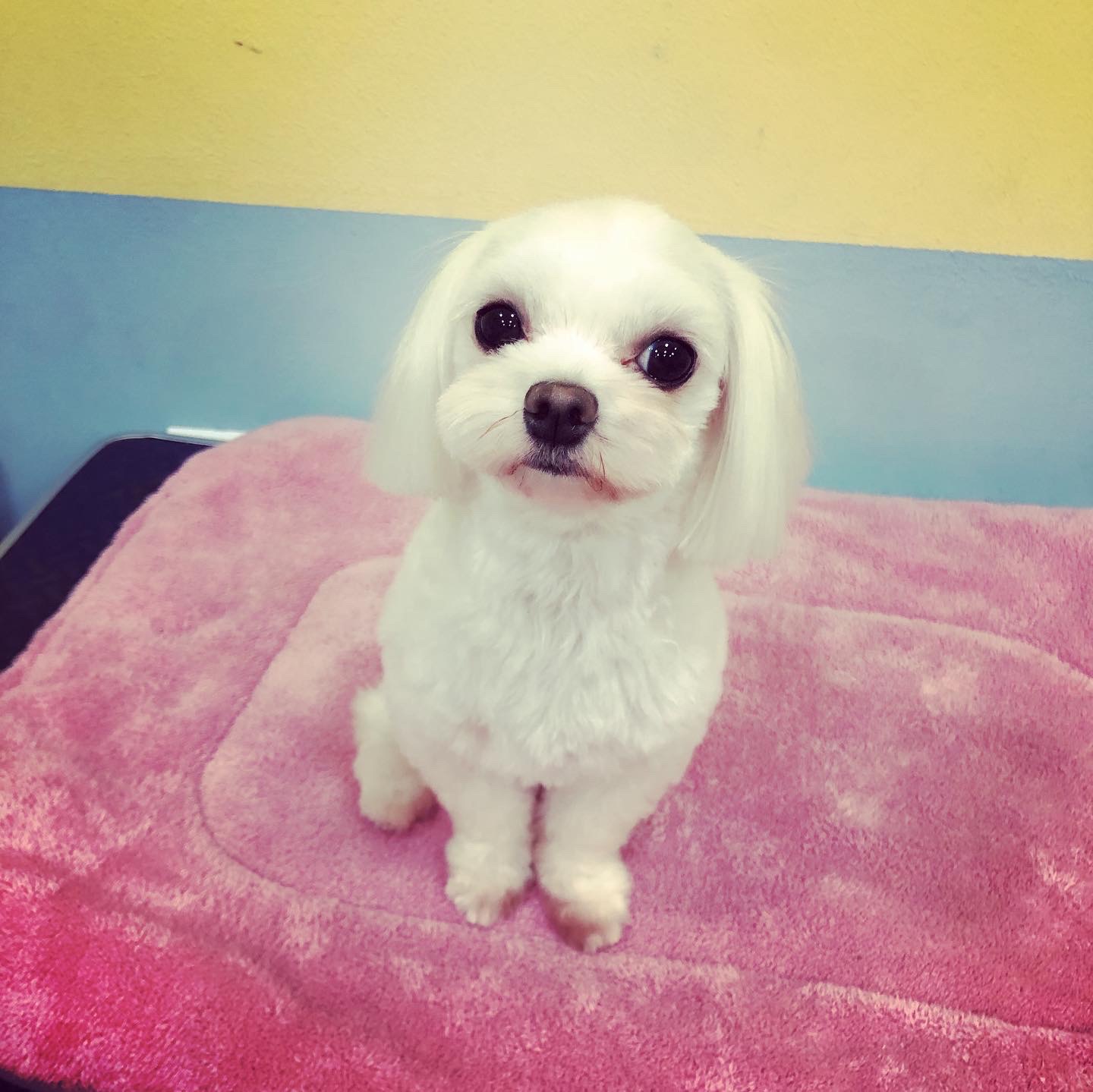 아이 러브 펫 대표 이미지