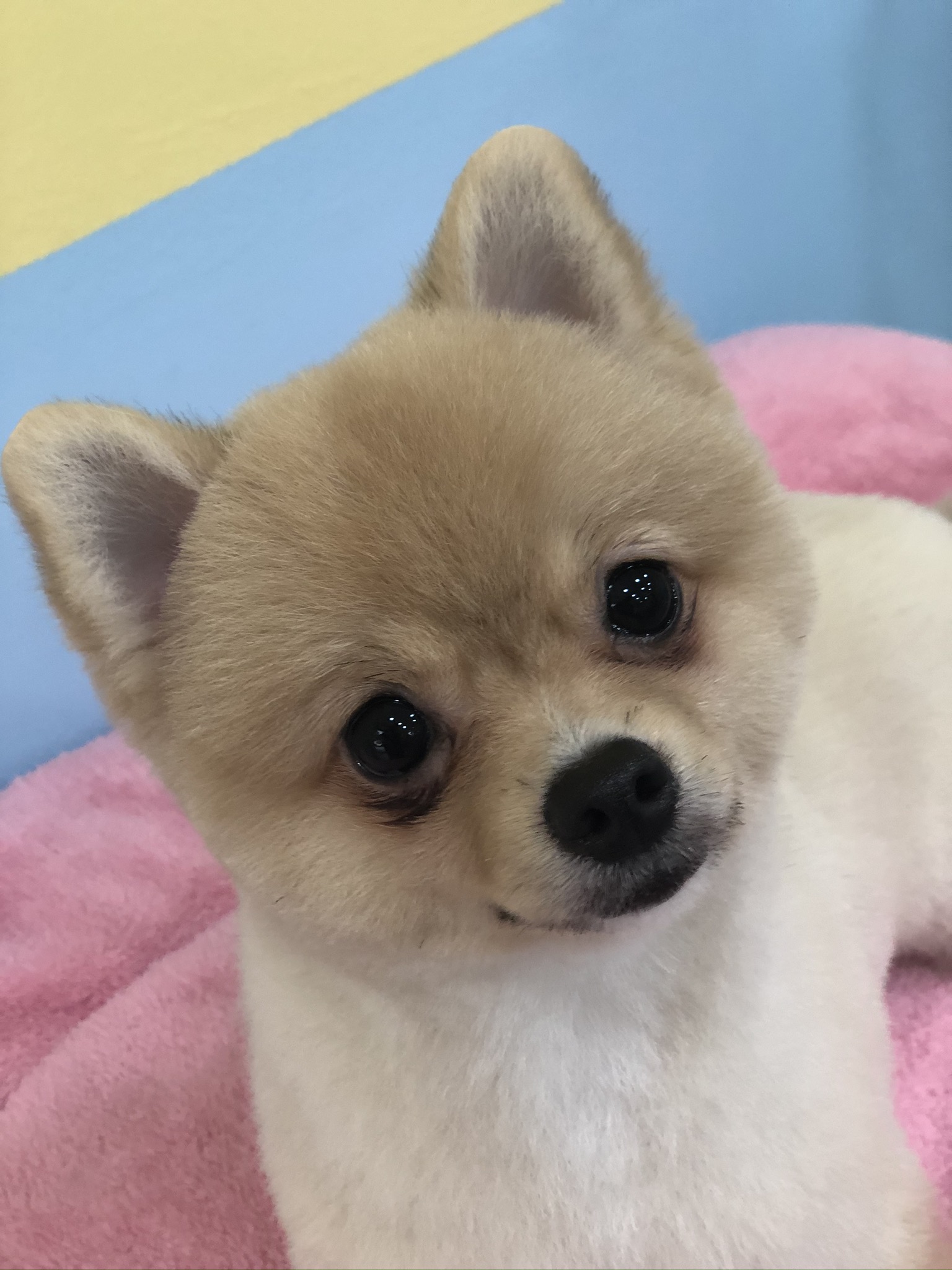 아이 러브 펫 대표 이미지