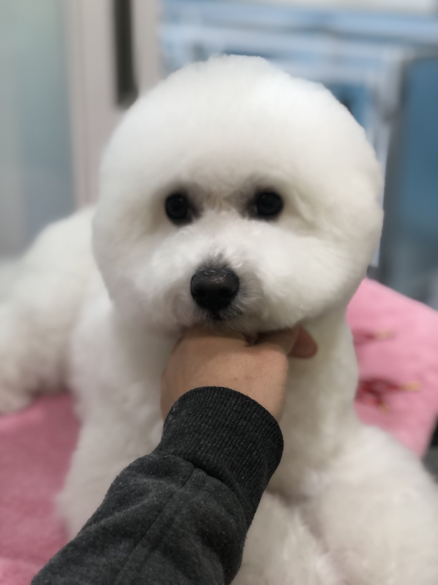 아이 러브 펫 대표 이미지