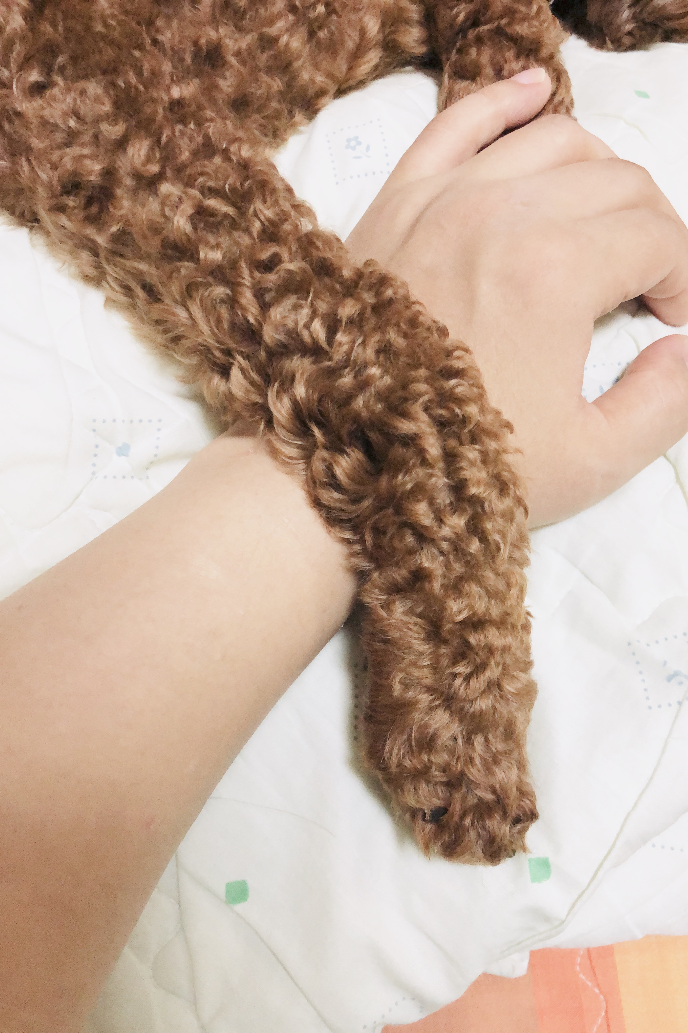 아이 러브 펫 대표 이미지