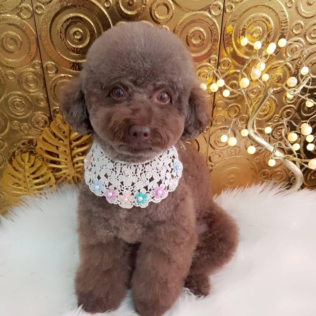 비비펫살롱