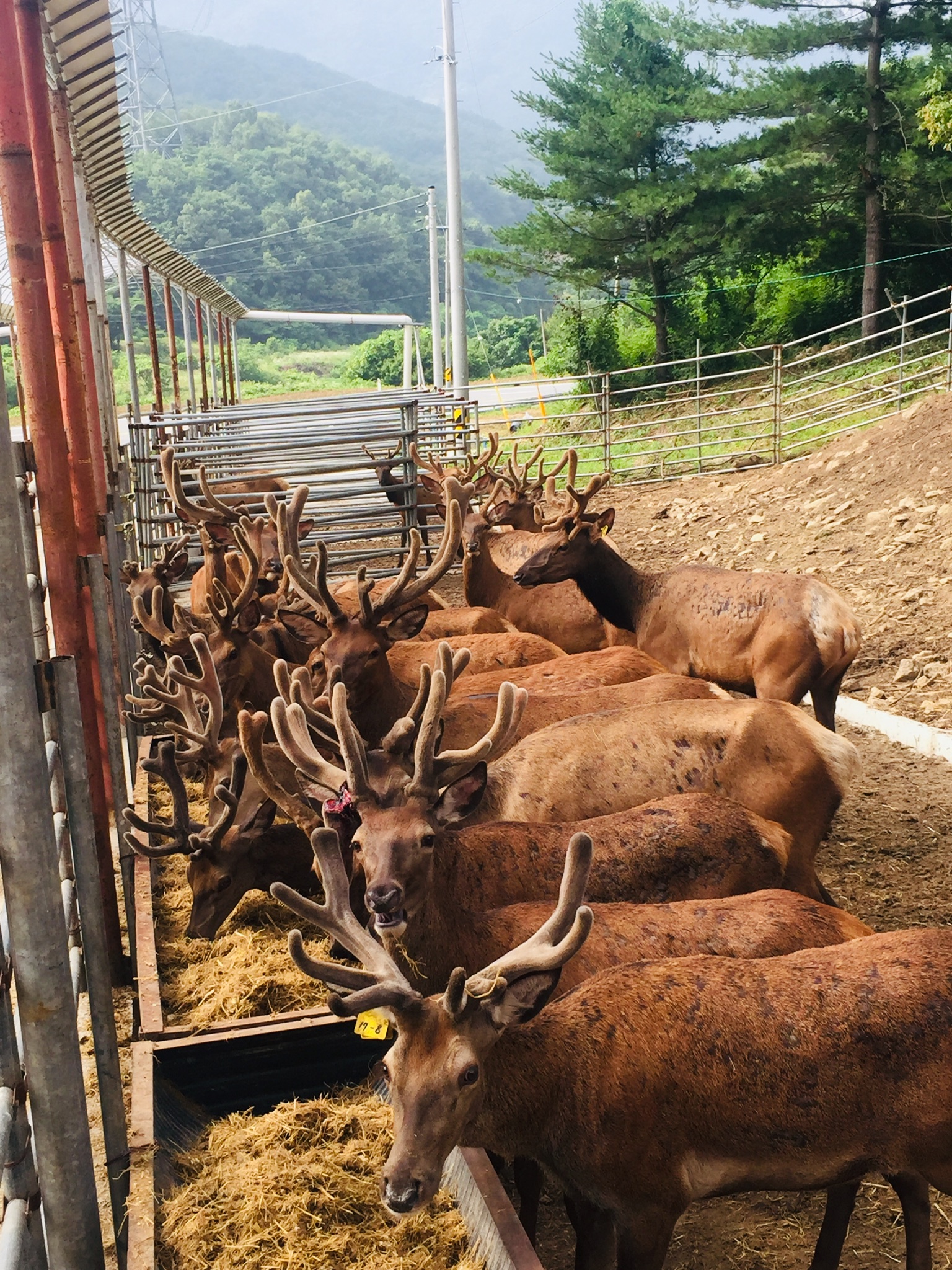 하남사슴목장
