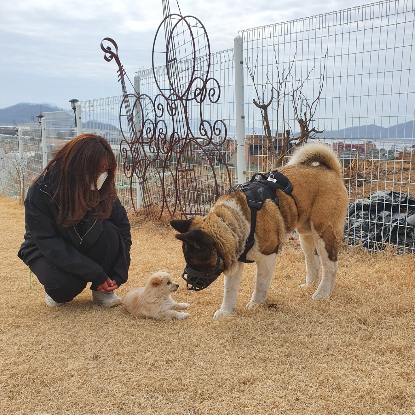 러브독애견훈련소 대표 이미지