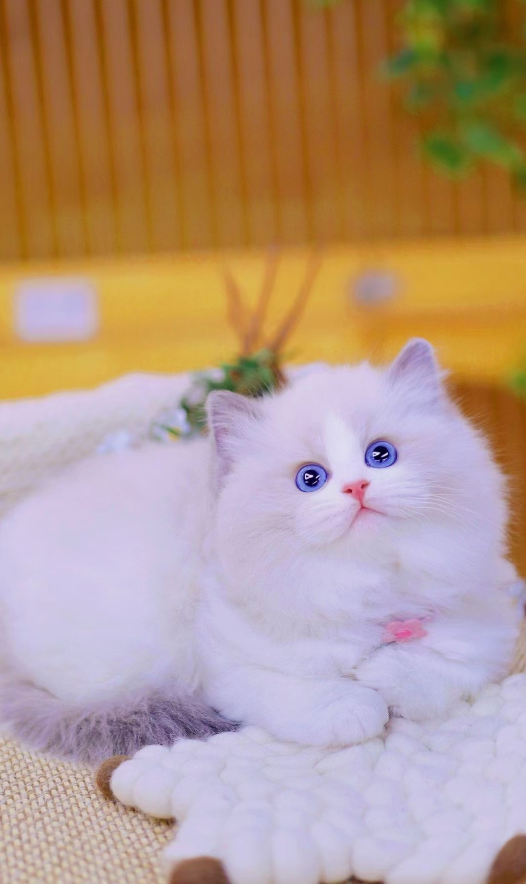 호펫 대표 이미지