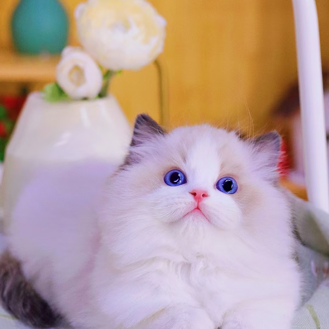 호펫 강아지 고양이 성신여대본점 대표 이미지