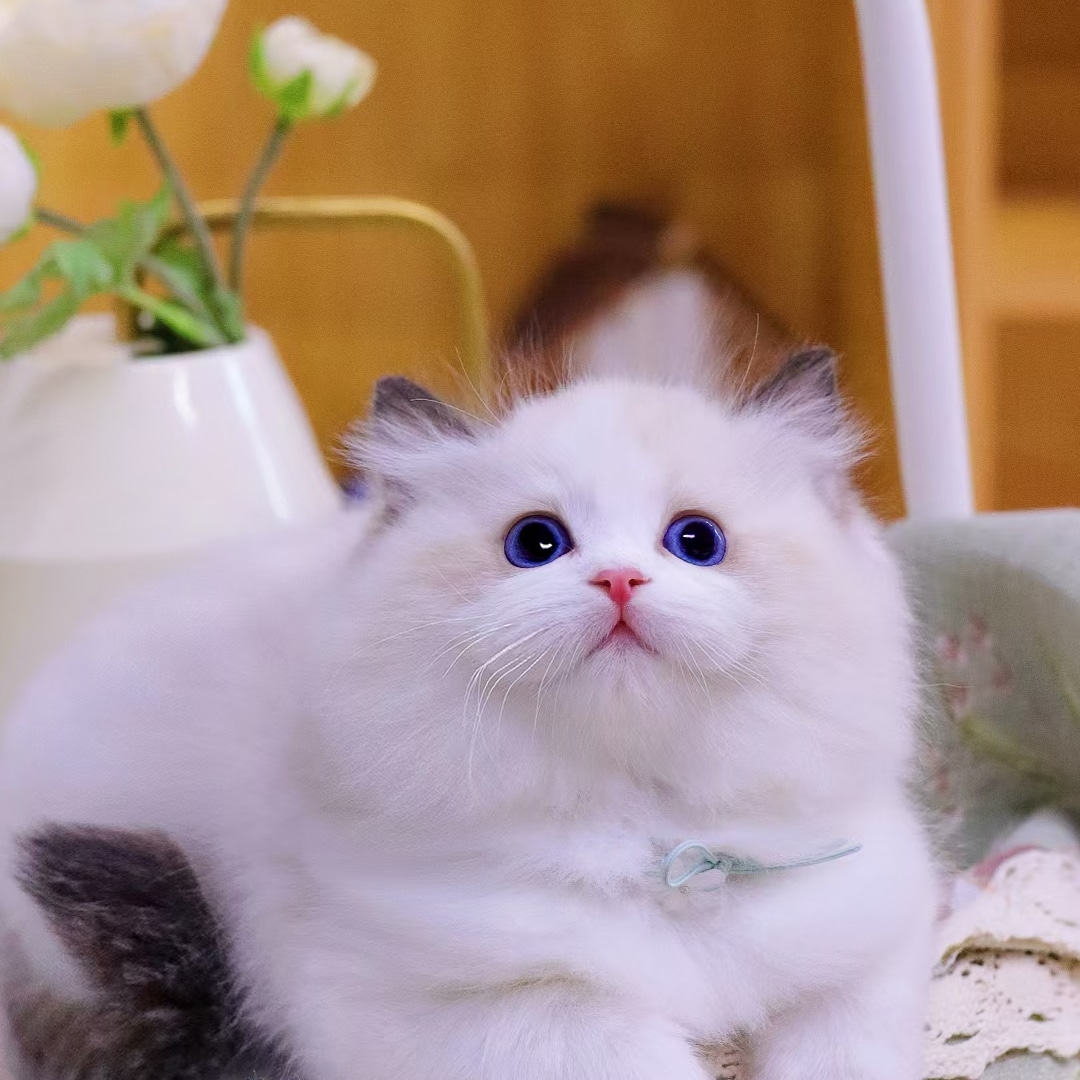 호펫 대표 이미지