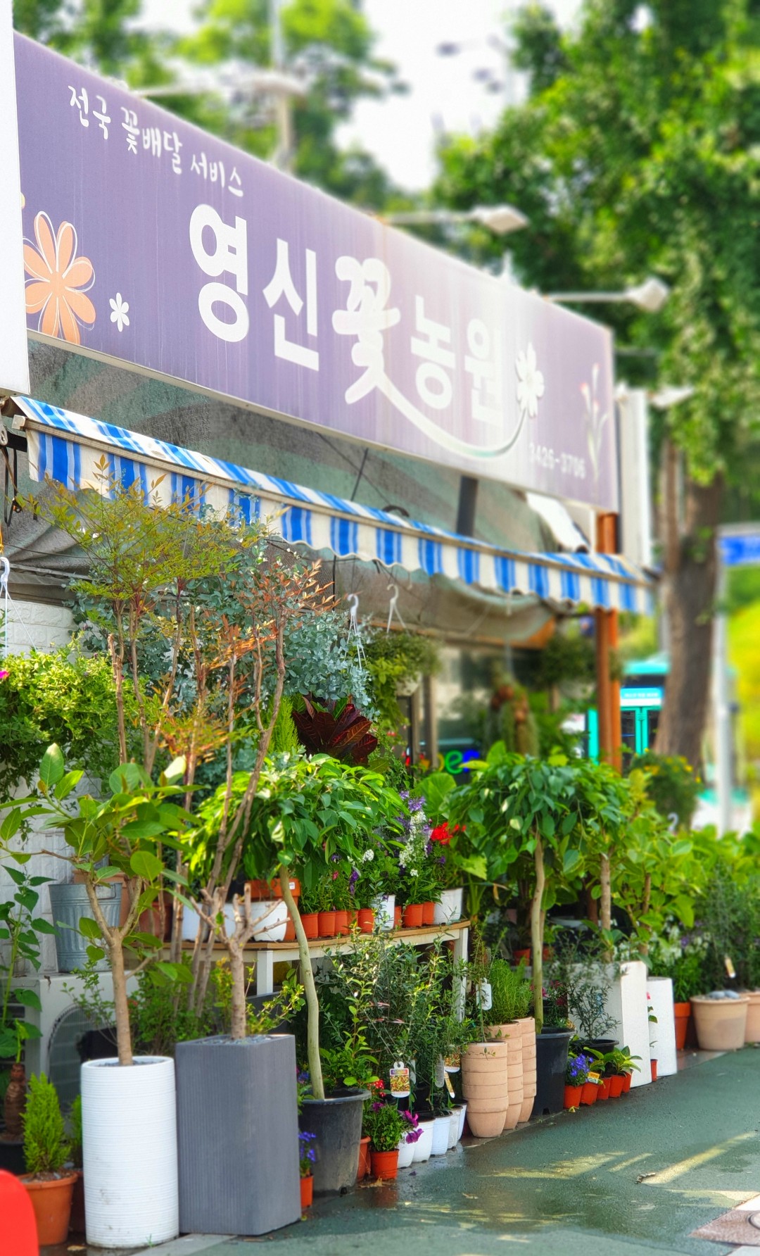 영신꽃농원